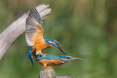 Birds reproduce through the process of cloacal kiss – Nature Blog Network