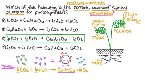 Question Video: Describing the Photosynthesis Process as Endothermic or Exothermic Reaction | Nagwa