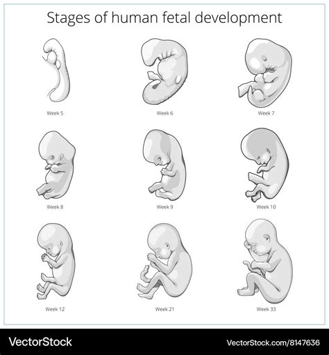 Stages of human fetal development schematic Vector Image