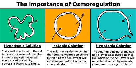 Osmoregulation — Definition & Importance - Expii