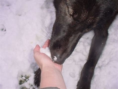 Can Dogs Eat Snow? (What to Do If Your Dog Gets Sick From Snow ...