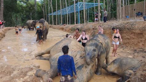 Elephant Sanctuary in Phuket: Morning Visit - TakeMeTour