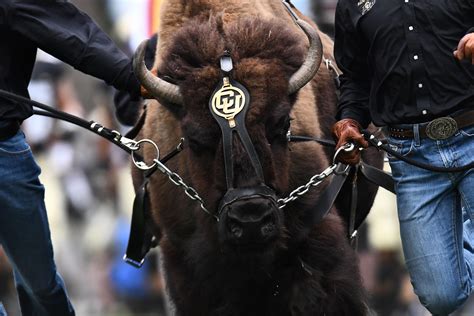 Colorado to retire live Buffalo mascot, continue tradition with Ralphie IV