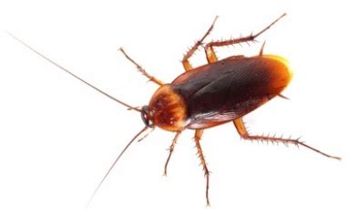 How to Keep Palmetto Bugs Out of Your Atlanta Home | Any Pest Inc.