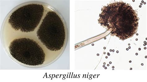 Aspergillus Niger Morphology