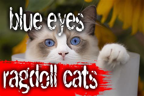 Ragdoll Cats Magic Blue Eyes - Ragdoll Cats