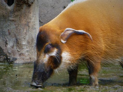 Red River Hog - ZooChat