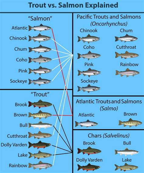 Trout vs. Salmon: All You Need to Know