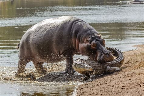 Hippo bites crocodile