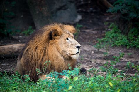 Majestic Lion Passes at the Zoo - The Houston Zoo