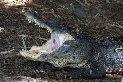 Florida Man Loses Arm in His Second Alligator Attack in a Decade ...