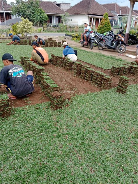 Rumput Gajah Mini Murah di Demak - Tribun JualBeli