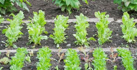 What is Spinach? How to Plant, Grow, and Harvest Spinach - Gardeners ...