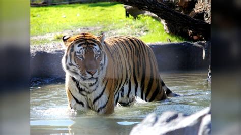 Assiniboine Park Zoo delays reopening date | CTV News