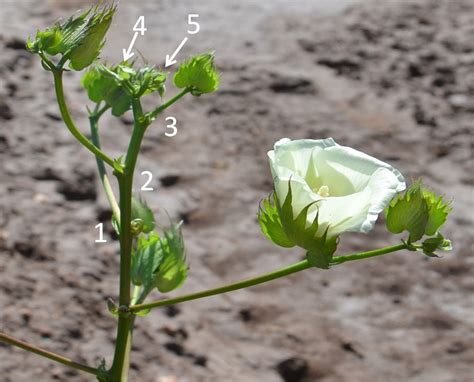 Cotton Growth Stages – Cutout | Texas Row Crops Newsletter