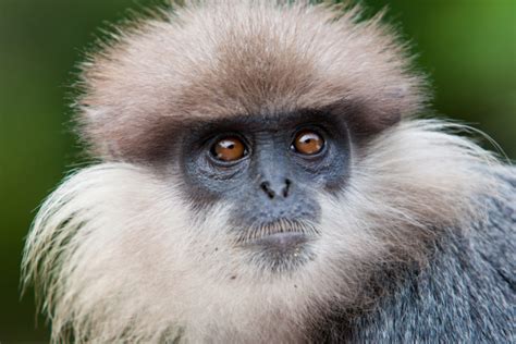 Guardians of the Canopy: Exploring the Enigmatic World of the Sri ...