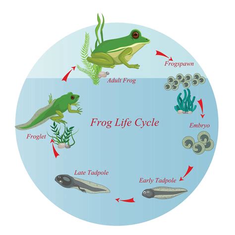 Life cycle of a frog. Amphibian reproduction. Lifecycle Frogs. Grow ...