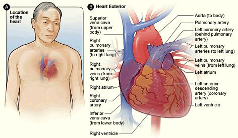 3. Anatomy of the Coronary Arteries | ATrain Education