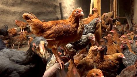 Indigenous Chicken Rearing in Kenya Promo Video - Subtitled - YouTube