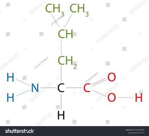 Structure Leucine Leucine Amino Acid That Stock Illustration 2228242909 | Shutterstock