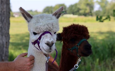 Find An Alpaca Farm Near You | Top Things To Do | DOWTK