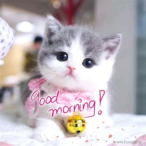 Extensive Collection of 999+ Cute Good Morning Images - Stunning Full ...