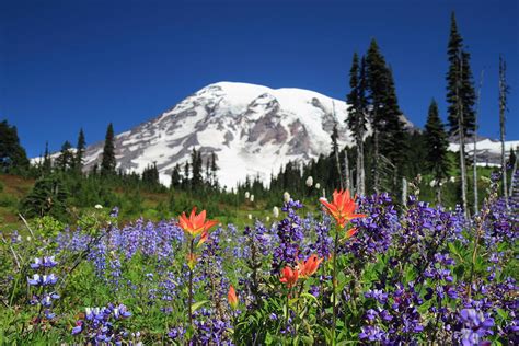 Mount Rainier wIldflowers Photograph by Pierre Leclerc Photography ...