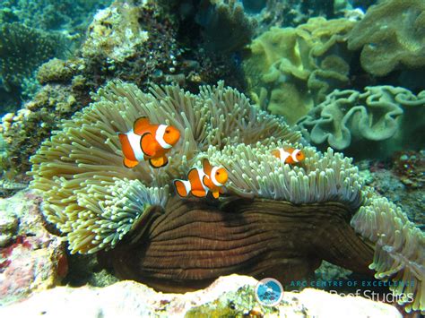 Coral Reef Fish Are More Resilient Than We Thought, Study Finds | NCPR News