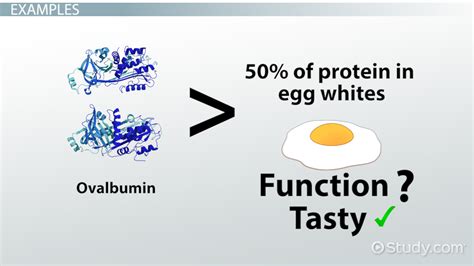 Globular Proteins: Definition, Structure & Examples - Video & Lesson ...