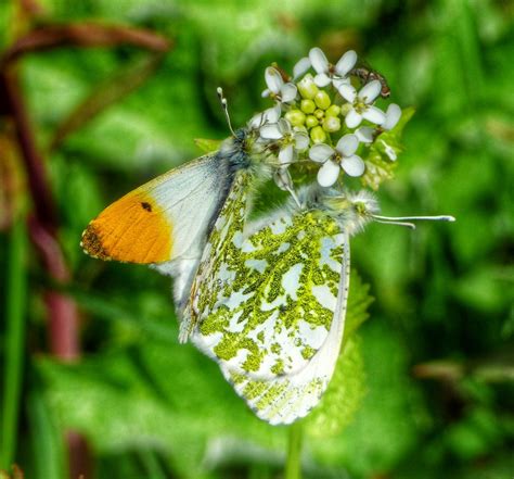 Male and female Orange Tip Butterfly?? | Nigel Varty | Flickr