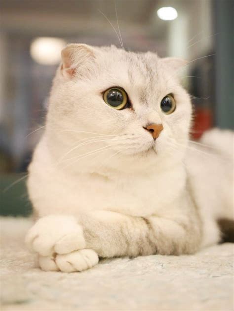 Scottish Fold Cats: 9 Surprising Facts About the Breed