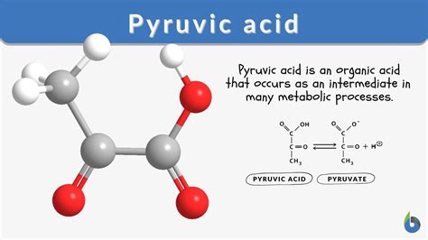 Pyruvic acid Definition and Examples - Biology Online Dictionary