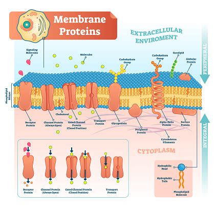 Membrane Proteins Labeled Vector Illustration Detailed Structure Scheme Stock Illustration ...