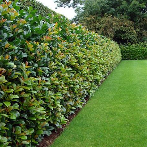 image hedge laurel | ... All Hedging A-Z by Species › Laurel Hedging › Laurel Etna Hedge ...