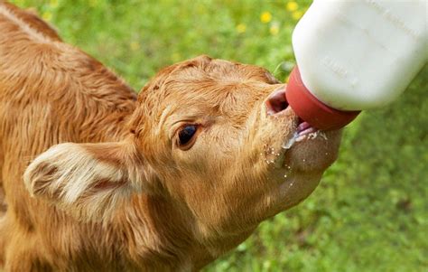 Feeding Calves Need Water – Drinking Post Automatic Waterer