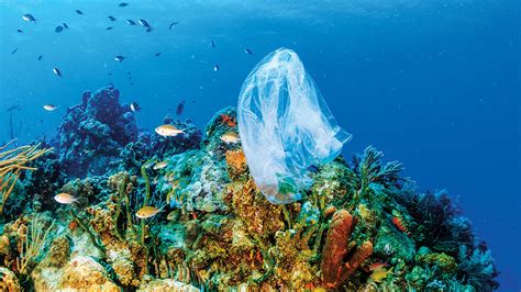 Is plastic trash making coral reefs sick? | Science | AAAS