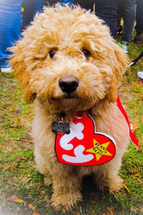 Halloween Costume Ideas For Dogs - Festival Around the World