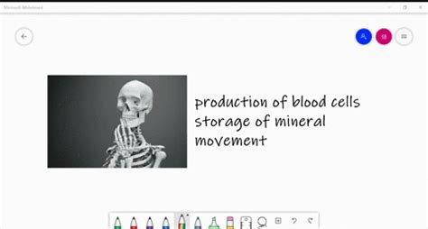 SOLVED:The skeletal system functions in support, protection, movement, mineral homeostasis ...