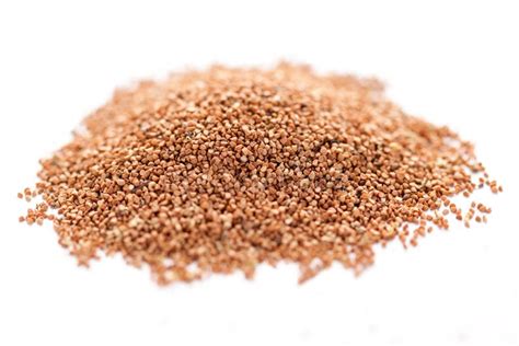 Kadam Seeds ( Neolamarckia Cadamba ) Stock Image - Image of neolamarckia, seed: 44358115