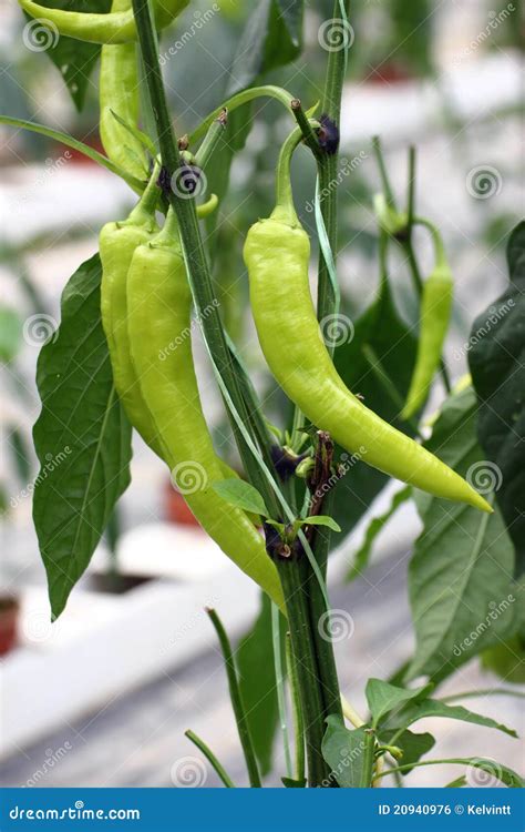 Chilly Plants stock photo. Image of closeup, chillies - 20940976