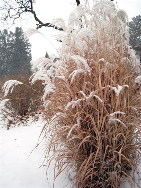 Ornamental grasses for any garden