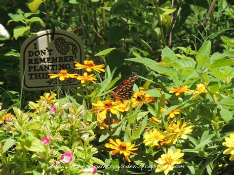 Jayne's Country Garden: Butterflies and Bees