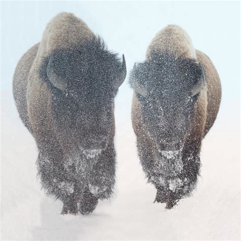 Two Bison In Snow at Yellowstone Park by OLena Art Digital Art by OLena Art | Fine Art America