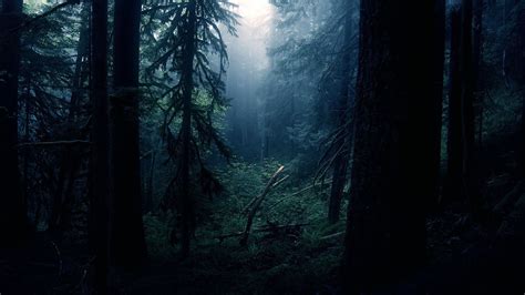 Hd Dark Forest Wallpaper