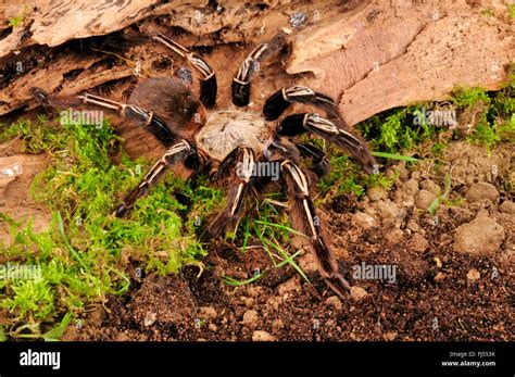 Skeleton tarantula (Ephebopus murinus), in terrarium Stock Photo - Alamy