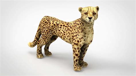 Cheetah - 3D Model by alenfsl