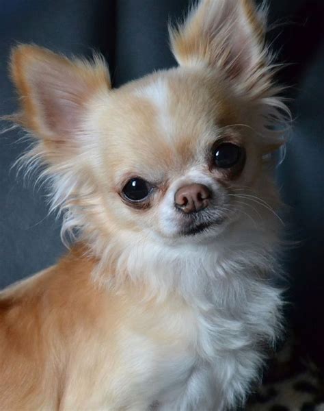 Pin by Margie Martin on Chihuahua | Cute chihuahua, Chihuahua dogs, Chihuahua love