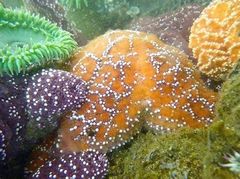 Haystack Rock Tide Pools | Haystack Rock Tidal pools | Tide pools at Cannon Beach, Oregon ...