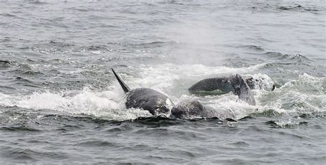 Orca attacks highlight season’s coastal activity