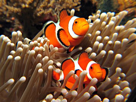 clown fish. Female and dominant male steer the pack. If the female dies ...